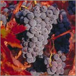 Zinfandel grapes